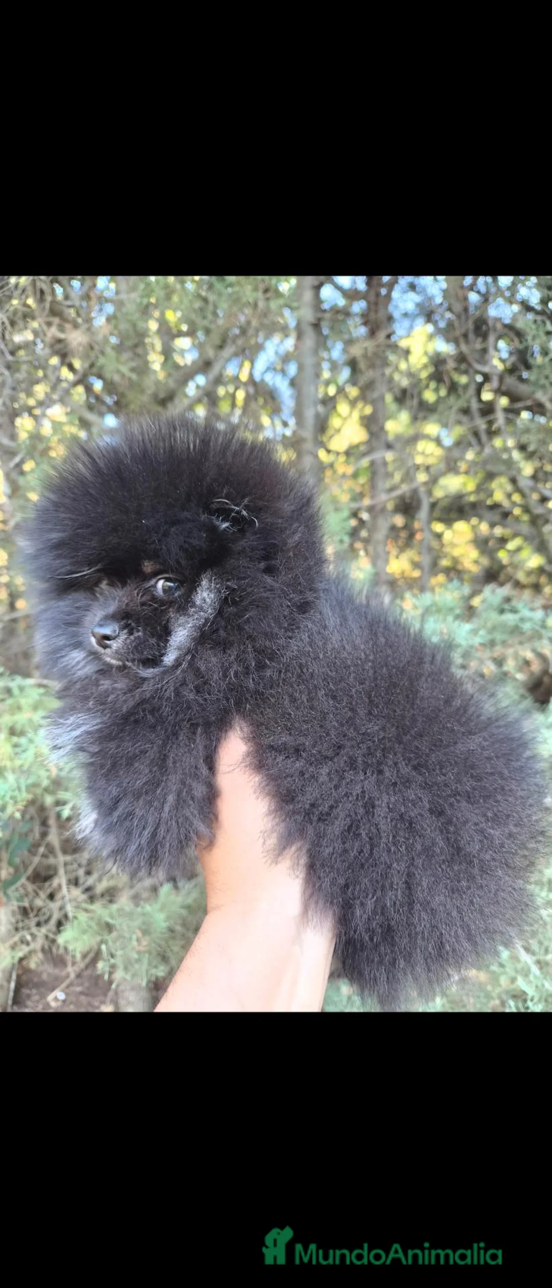 Pomerania perros en venta: Pomeranias toys  - Anuncio 1