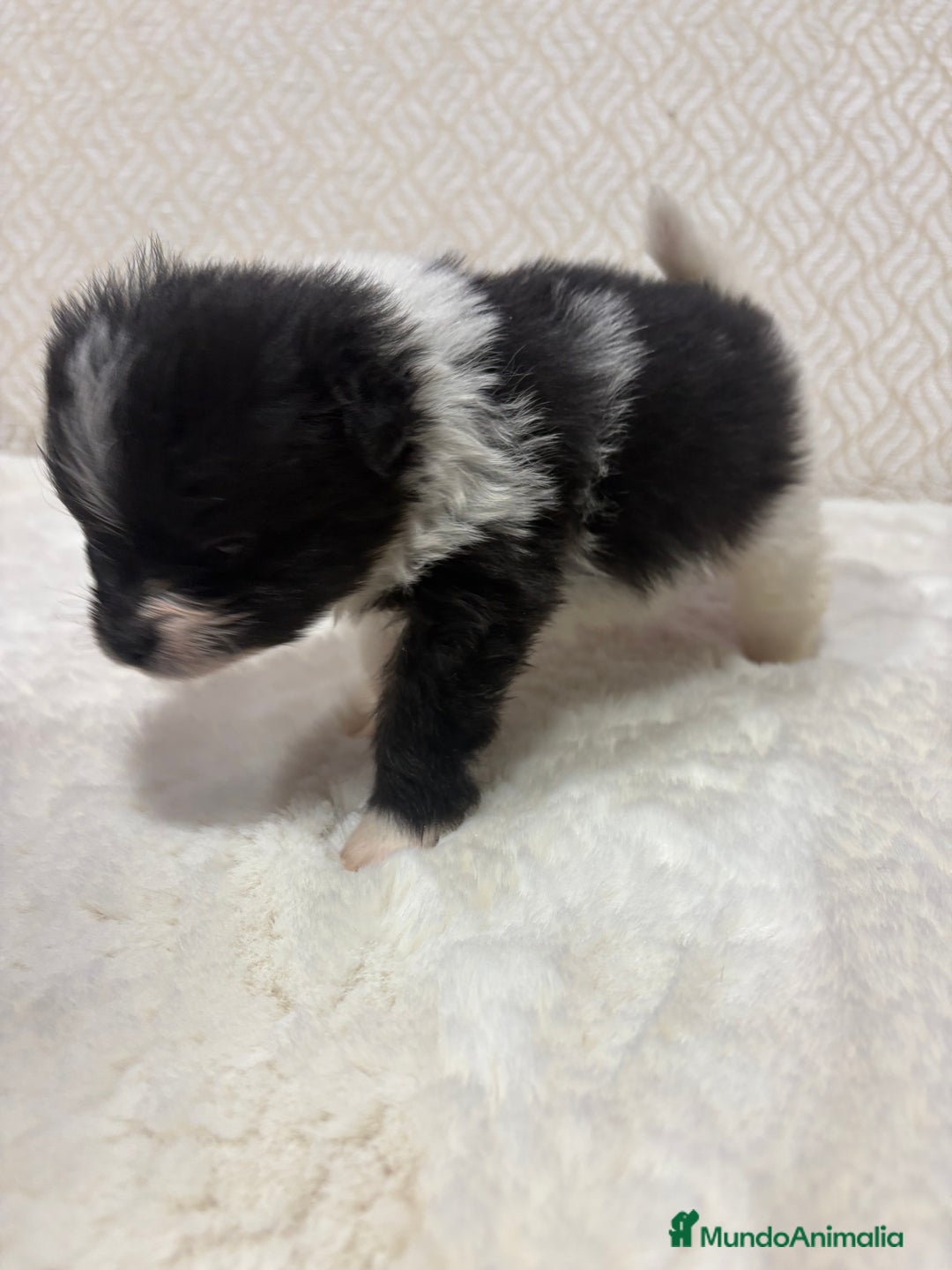 Pomerania perros en venta: Lulu Pomerania Toy macho color party Osito - Anuncio 5