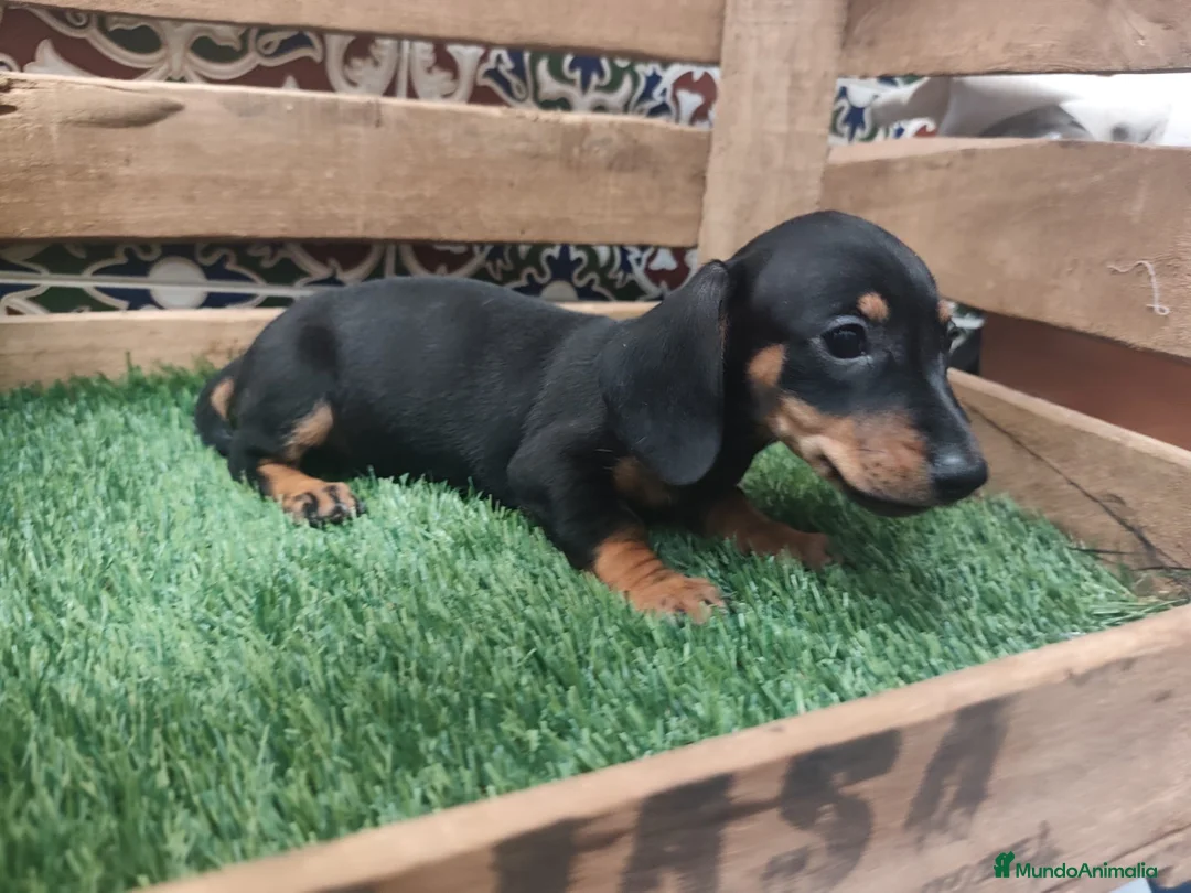Teckel perros en venta: Teckel kaninchen  - Anuncio 2