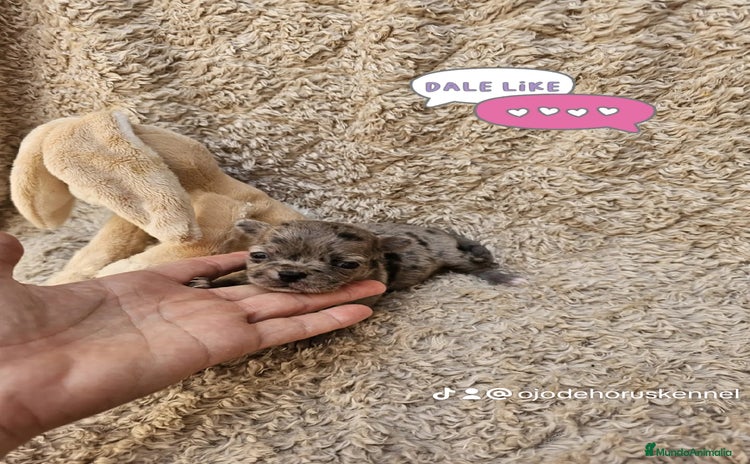 Chihuahua perros - Propaganda 1