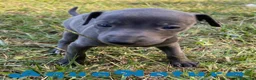 Pequeño Lebrel Italiano perros en venta: Lebrel Italiano Hembra 5894 - AQUANATURA en Barcelona - Anuncio 4