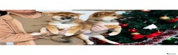 Shiba Inu perros en venta: Cachorras de Shiba Inu  - Anuncio 6