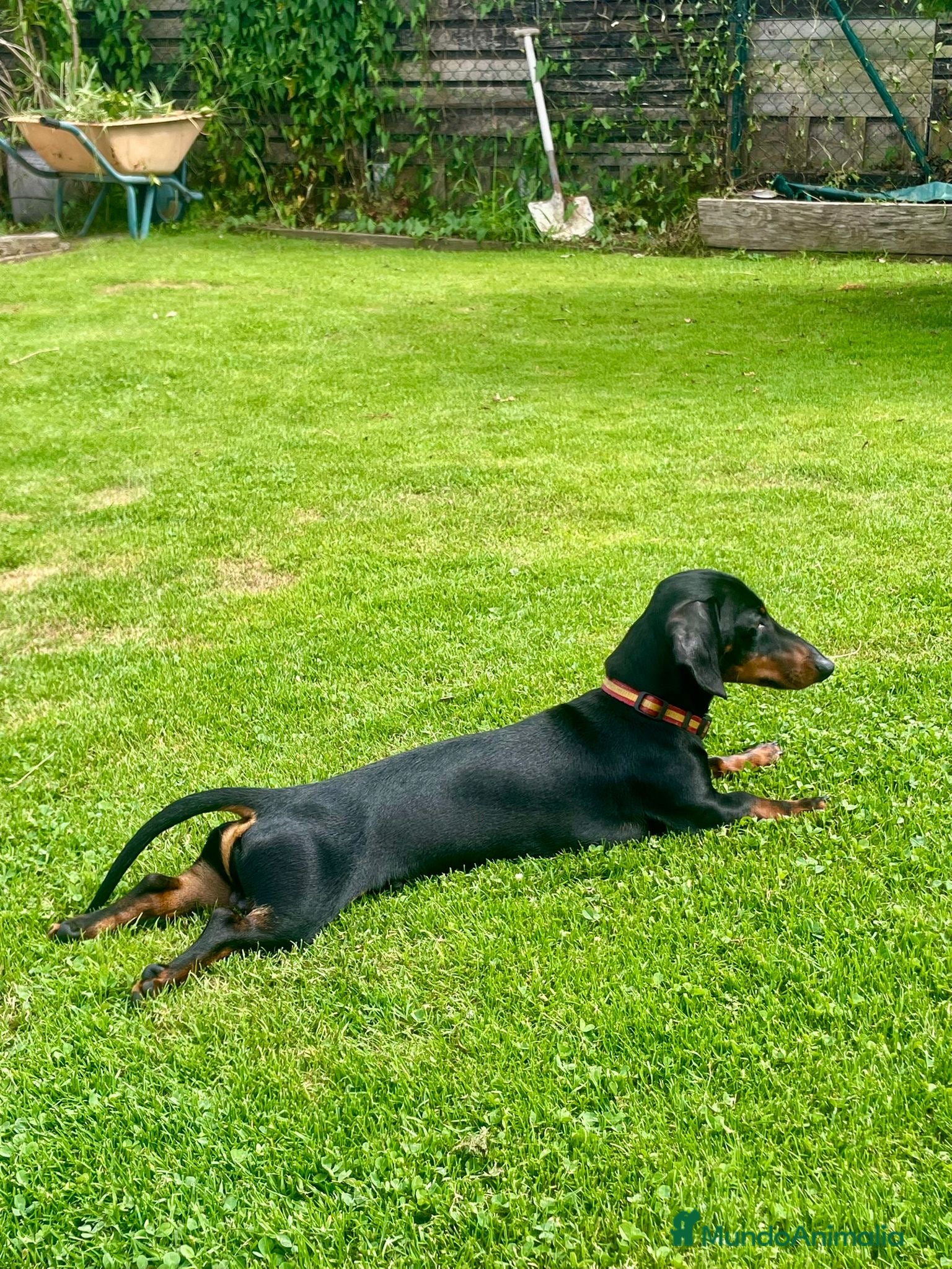 Teckel Miniatura perros Teckel miniaturas espectaculares  - Anuncio 1