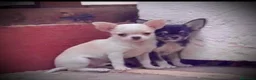 Chihuahua perros en venta: Cachorros de Chihuahuas en Caraby - Anuncio 3