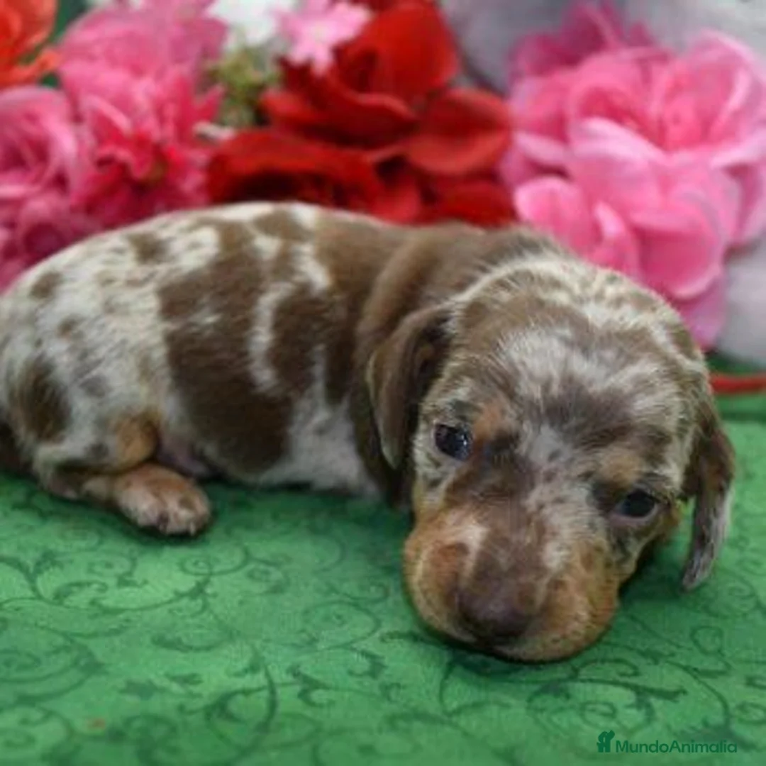 Teckel Miniatura perros en venta: TECKEL EN CATALUÑA  - Anuncio 5