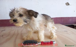 Perro Crestado Chino perros en venta: Cachorros Toys Crestados Chinos  - Imagen 2