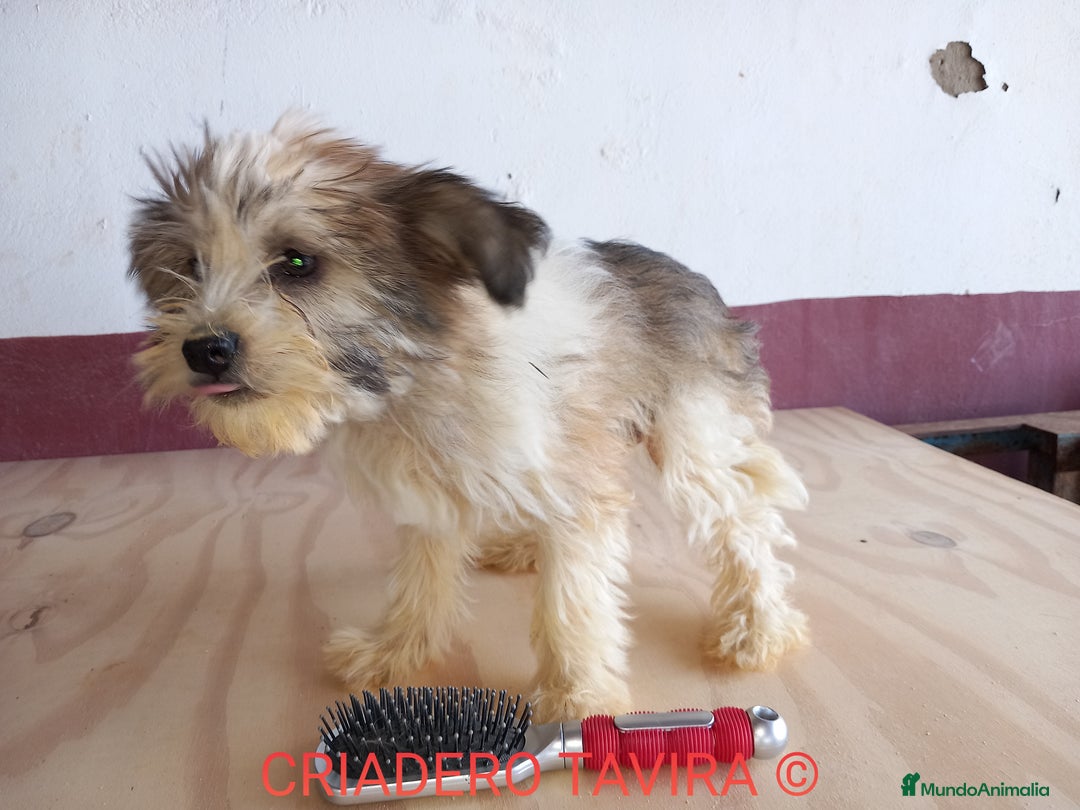 Perro Crestado Chino perros en venta: Cachorros Toys Crestados Chinos  - Imagen 2