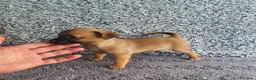 Chihuahua perros en venta: Chihuahua mini - Anuncio 5