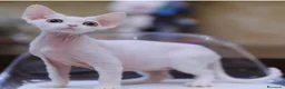 Raza Mixta gatos en venta: Hembra tricolor arlequín F1 - Anuncio 3