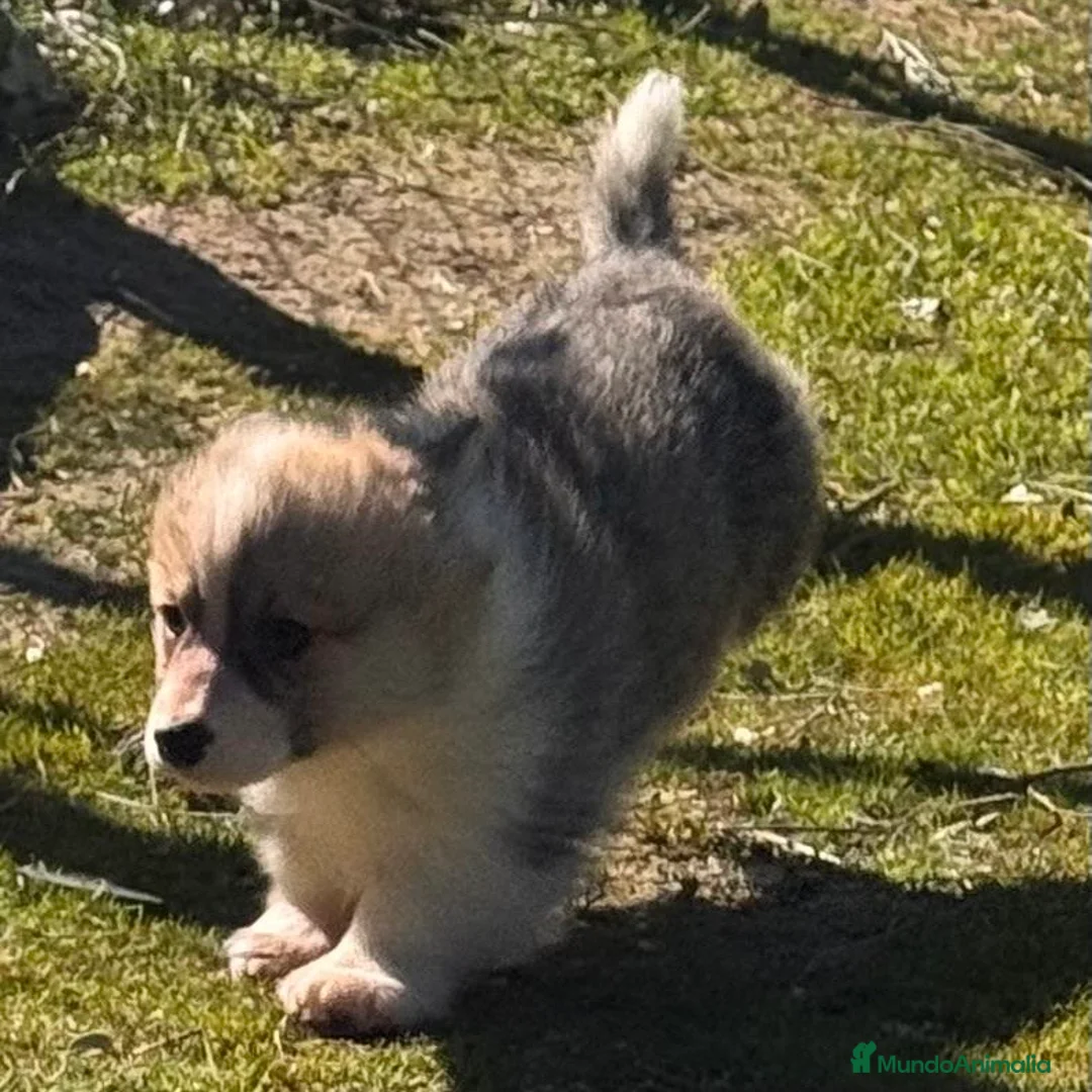 Welsh Corgi Pembroke perros en venta: Corgi - Anuncio 7