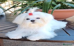 Bichón Maltés perros en venta: Bichón maltes toy - Imagen 4