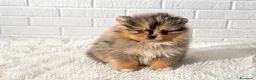 Pomerania perros en venta: Lulú de pomerania Macho tricolor  - Anuncio 1