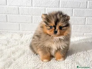 Pomerania perros Lulú de pomerania Macho tricolor - Anuncio 1