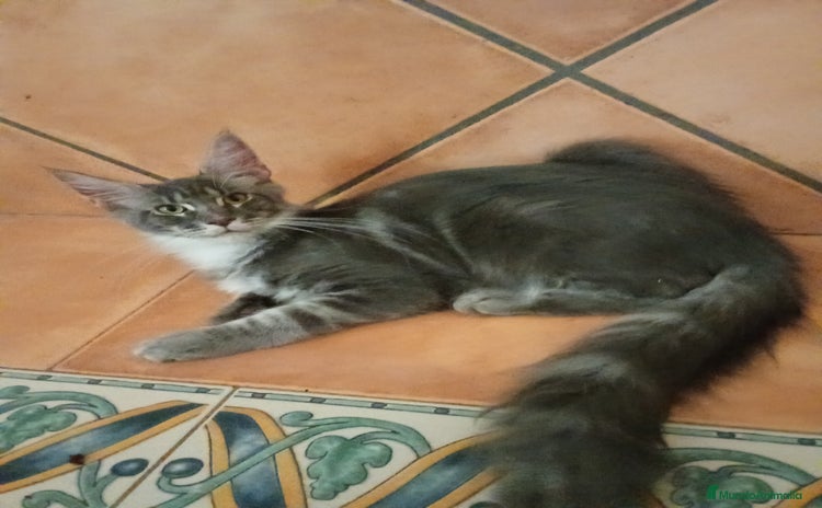Maine Coon gatos - Anuncio 1