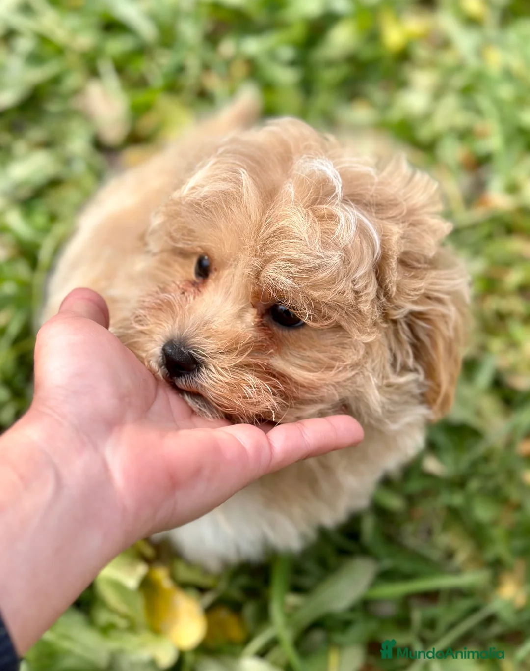 Maltipoo perros en venta: ÚLTIMO MALTIPOO TOY DISPONIBLE! en Barcelona - Anuncio 2