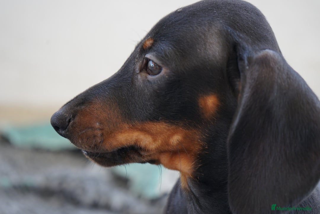 Teckel Miniatura perros en venta: 🐾 CONOCE A GINA UNA PEQUEÑA TECKEL MINIATURA 🖤 - Imagen 2