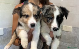 Border Collie perros en venta: Camada de Border collie  - Imagen 4