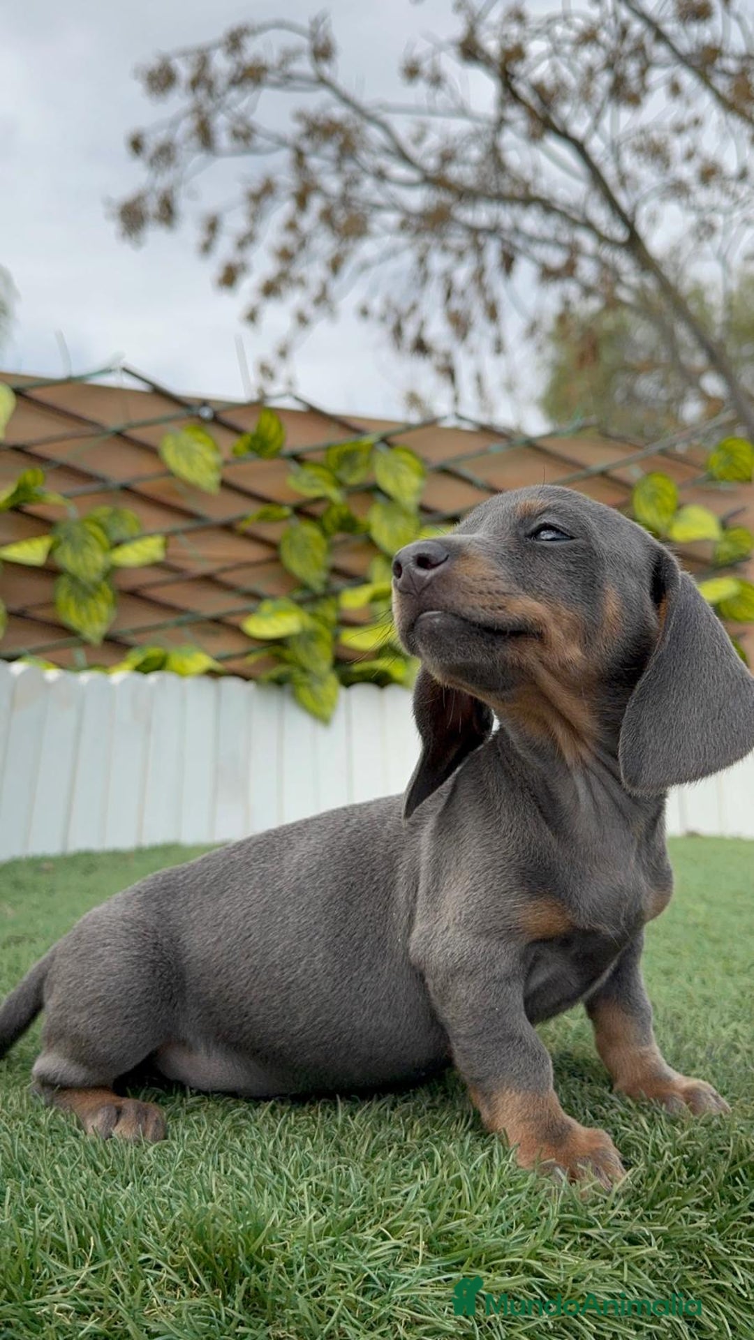 Teckel Miniatura perros en venta: TECKEL MINIATURA BLUE - Anuncio 9