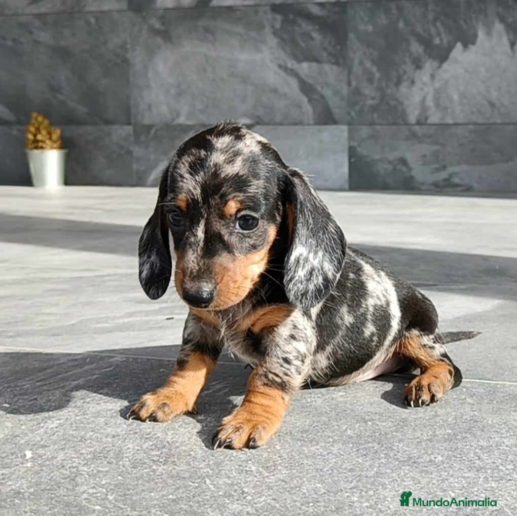 Teckel Miniatura perros Teckel mini - Anuncio 1