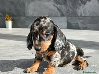 Teckel Miniatura perros Teckel mini - Anuncio 1