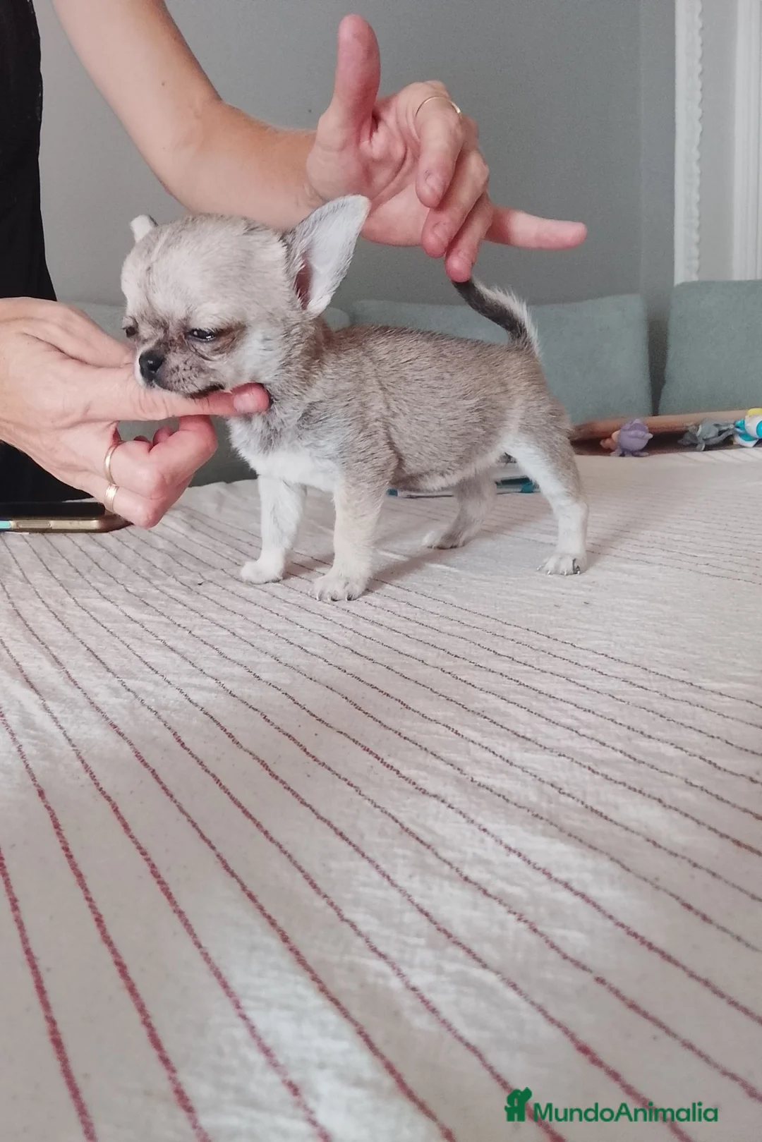 Chihuahua perros en venta: Chihuahua hembra  - Anuncio 2