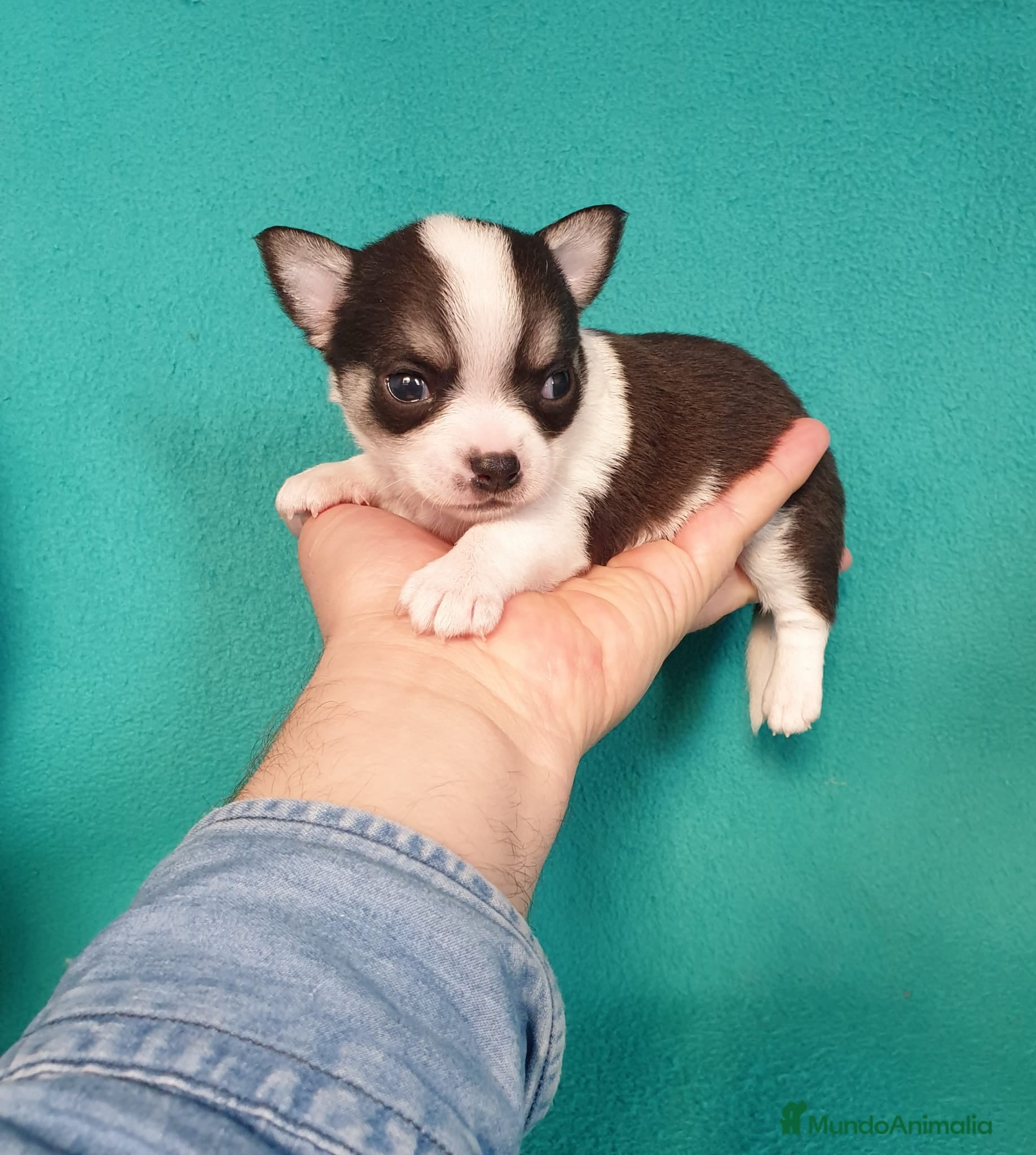 Chihuahua perros Chihuahuas pelo largo y pelo corto  en Ciudad Real - Anuncio 2