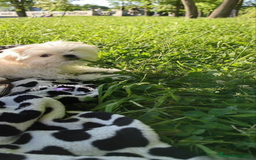 Bichón Maltés perros en venta: Preciosa bichon maltes coreano - Imagen 5
