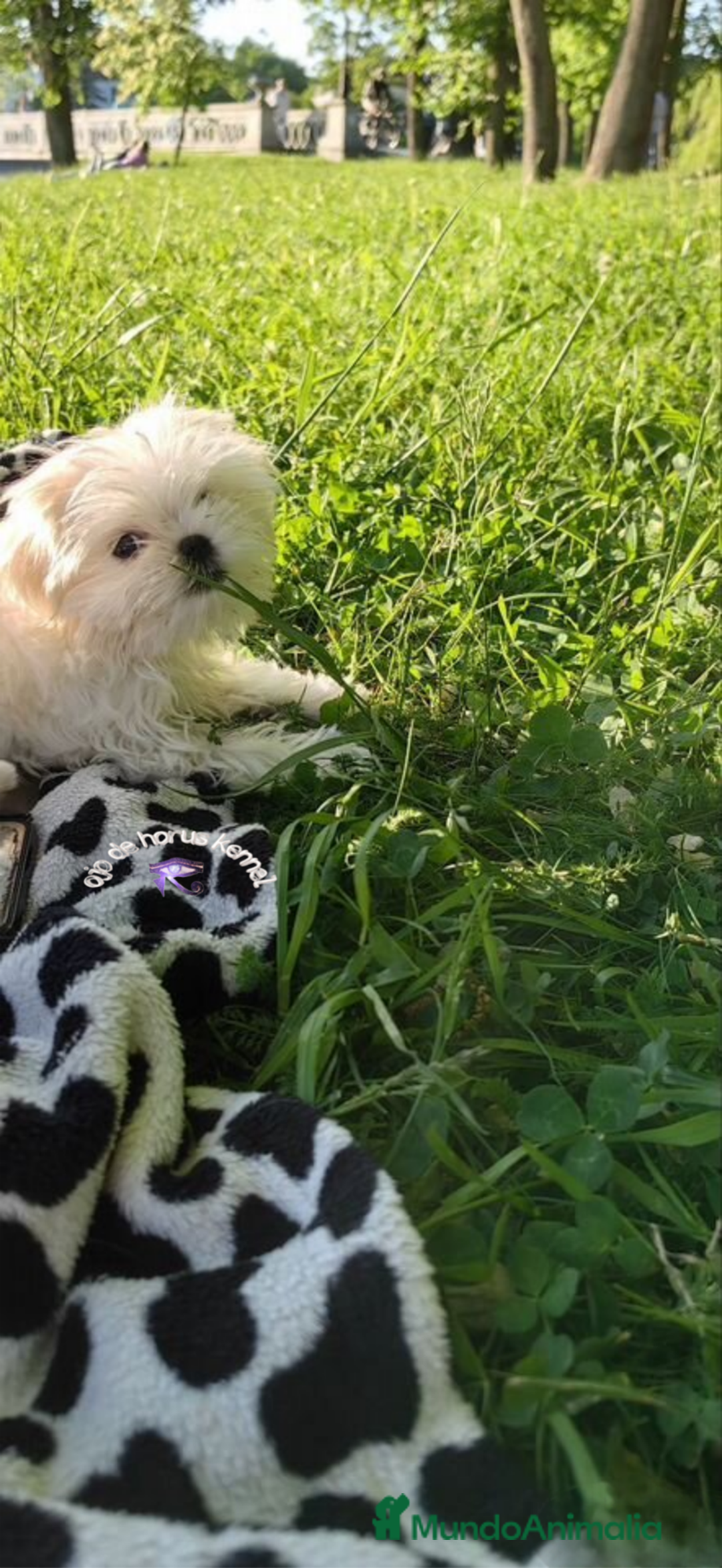 Bichón Maltés perros en venta: Preciosa bichon maltes coreano - Imagen 5