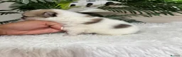 Pomerania perros en venta: POMERANIA - Anuncio 7