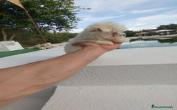 Bichón Maltés perros en venta: Bichón maltés toy  - Imagen 3