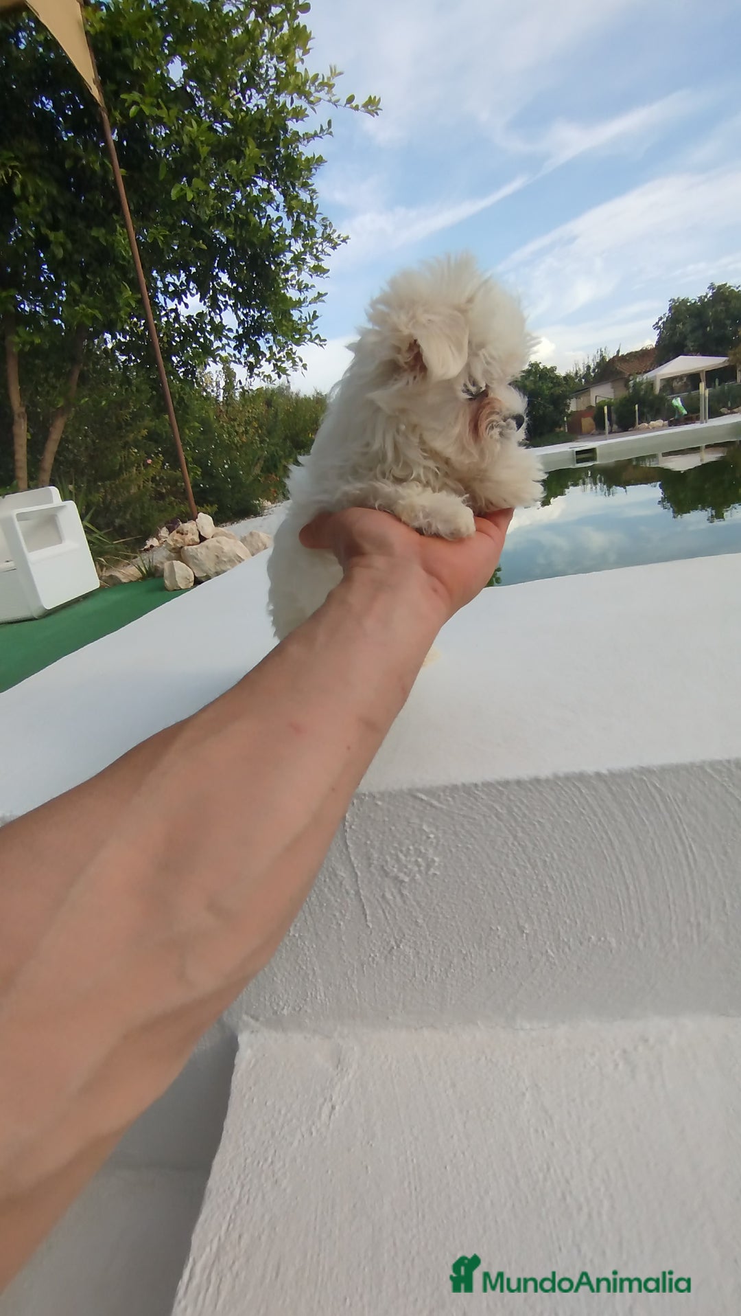 Bichón Maltés perros en venta: Bichón maltés toy  - Imagen 3