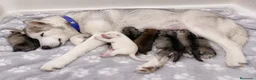 Husky Siberiano perros en venta: Preciosa camada de husky siberiano - Anuncio 2