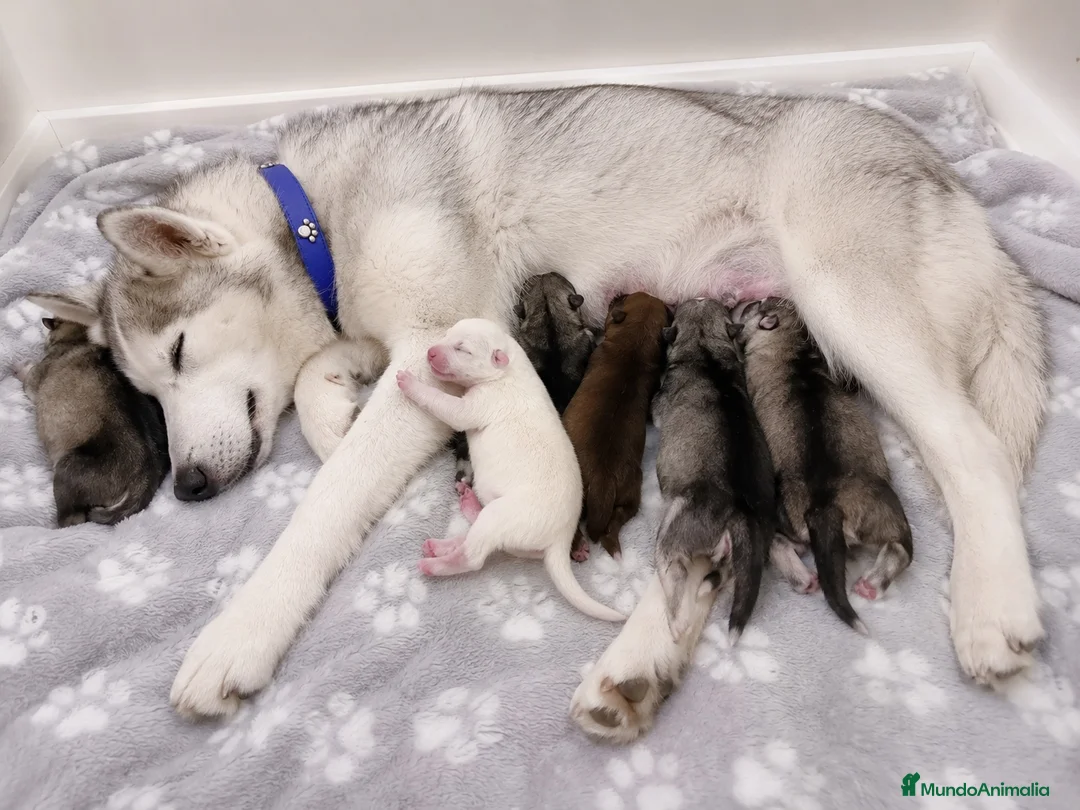 Husky Siberiano perros en venta: Preciosa camada de husky siberiano - Anuncio 2