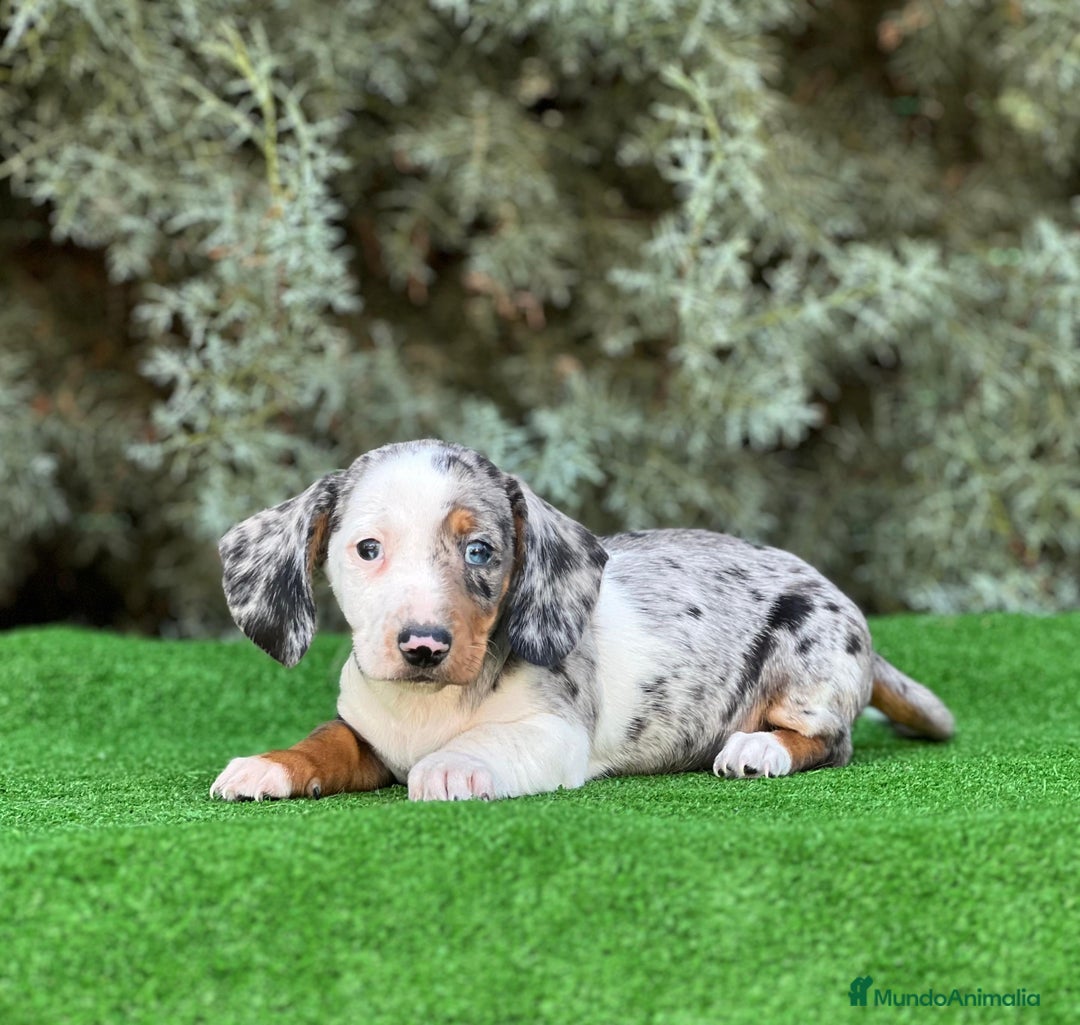 Teckel Miniatura perros en venta: Teckel mini varios colores - Imagen 5