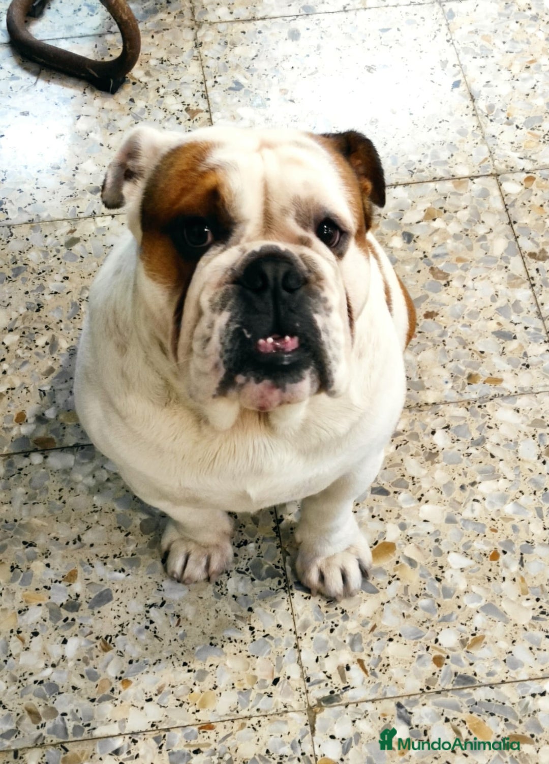 Bulldog Inglés perros para monta: Bulldog inglés para montas - Imagen 2