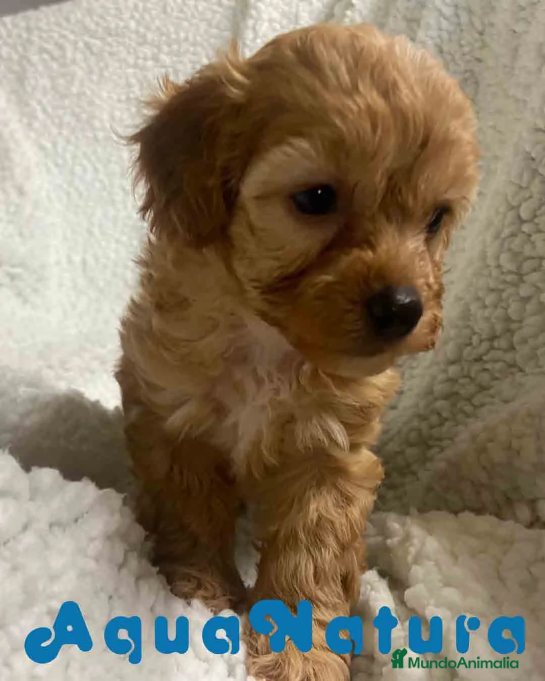 Havapoo perros en venta: Havapoo Hembra 2 de Haya y Can AQUANATURA - Anuncio 1