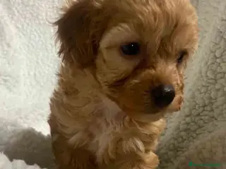 Havapoo perros Havapoo Hembra 2 de Haya y Can AQUANATURA - Anuncio 1