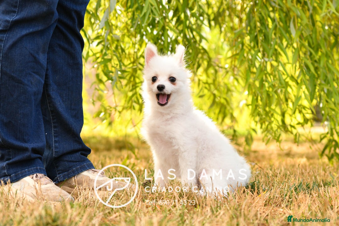 Pomerania perros en venta: Macho pomerania blanco - Imagen 7