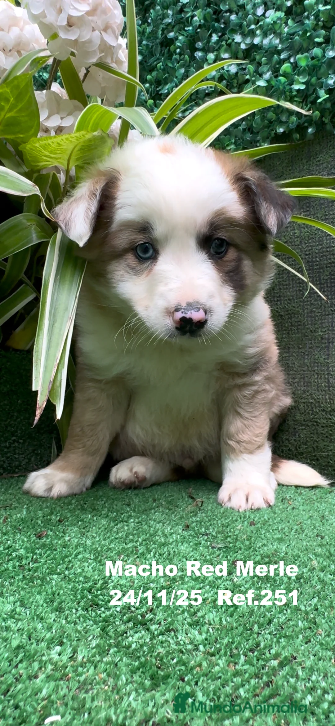 Border Collie perros en venta: BORDER COLLIE red merle - Anuncio 10