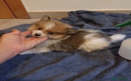 Pomerania perros en venta: Lulu pomerania toy - Imagen 12