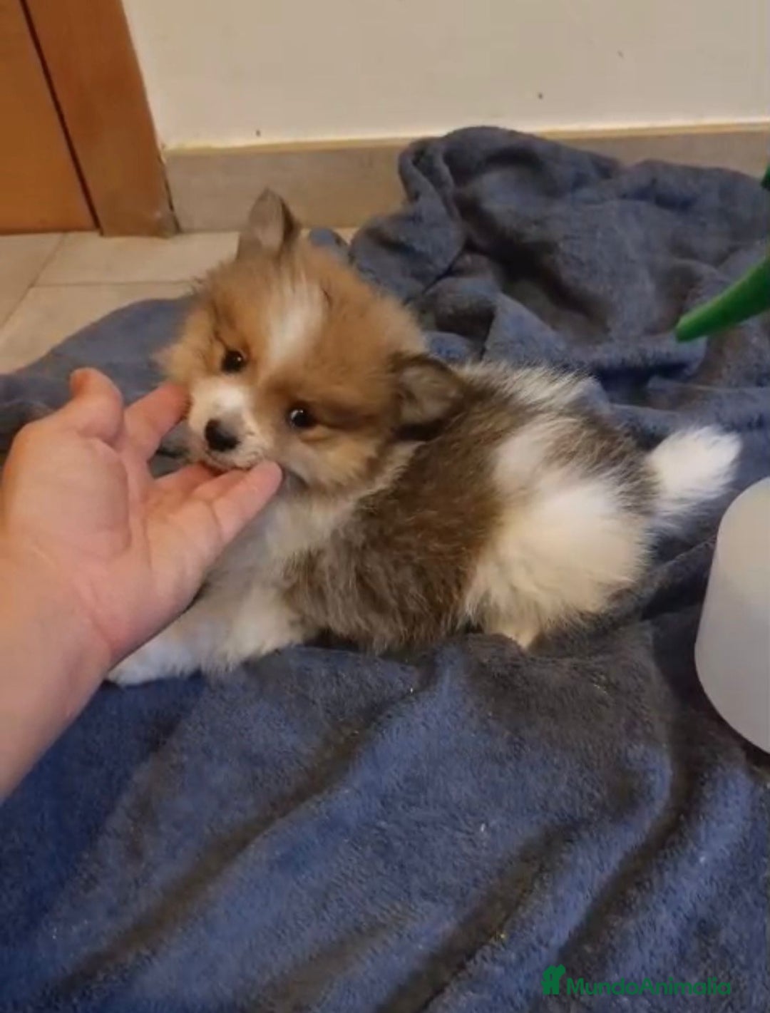 Pomerania perros en venta: Lulu pomerania toy - Imagen 12