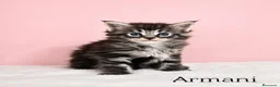 Maine Coon gatos en venta: GATITOS MAINE COON - Anuncio 2