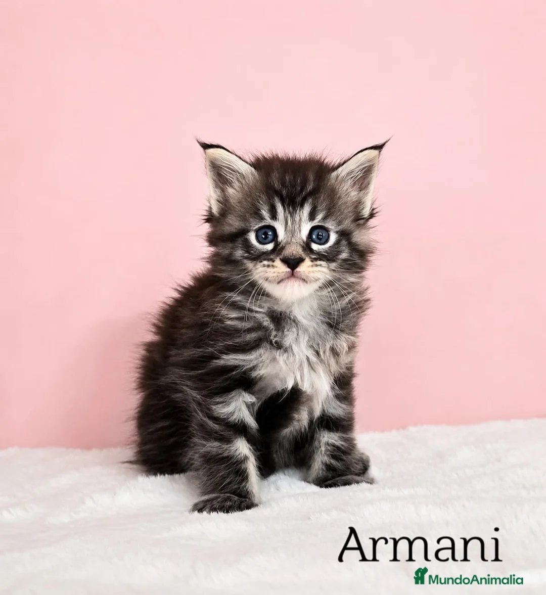 Maine Coon gatos en venta: GATITOS MAINE COON - Anuncio 2