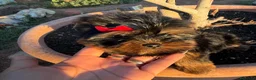 Yorkshire Terrier perros en venta: Yorkshire  - Anuncio 2