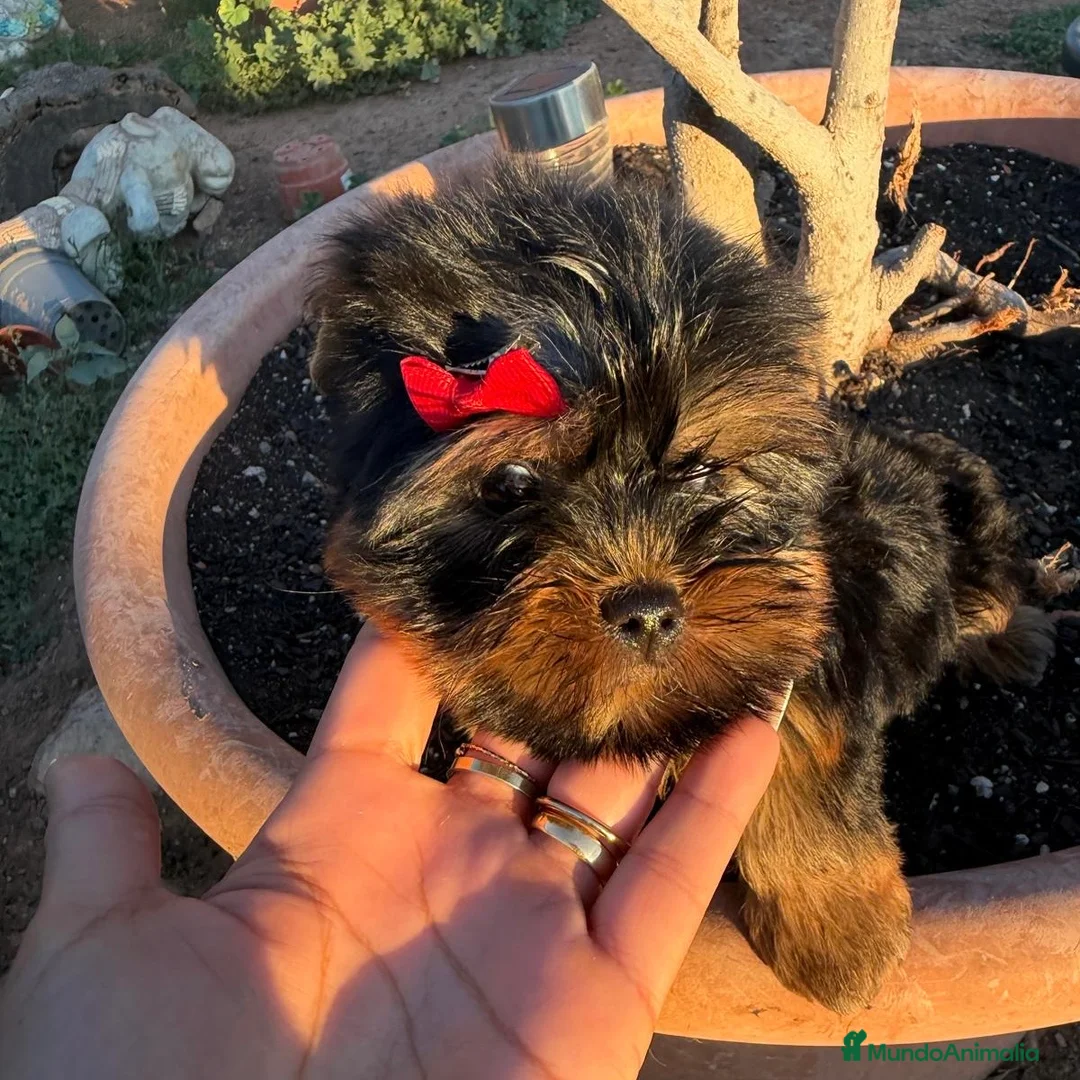 Yorkshire Terrier perros en venta: Yorkshire  - Anuncio 2