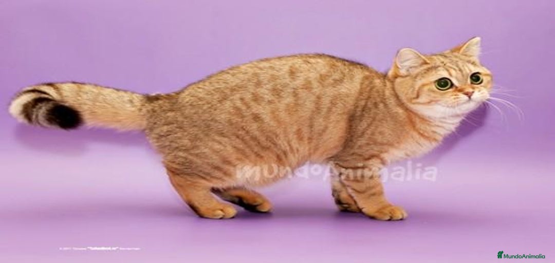 Imagen de galería {{count}}