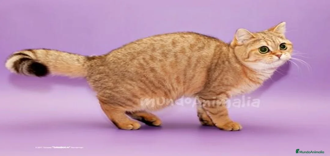 Imagen de galería {{count}}