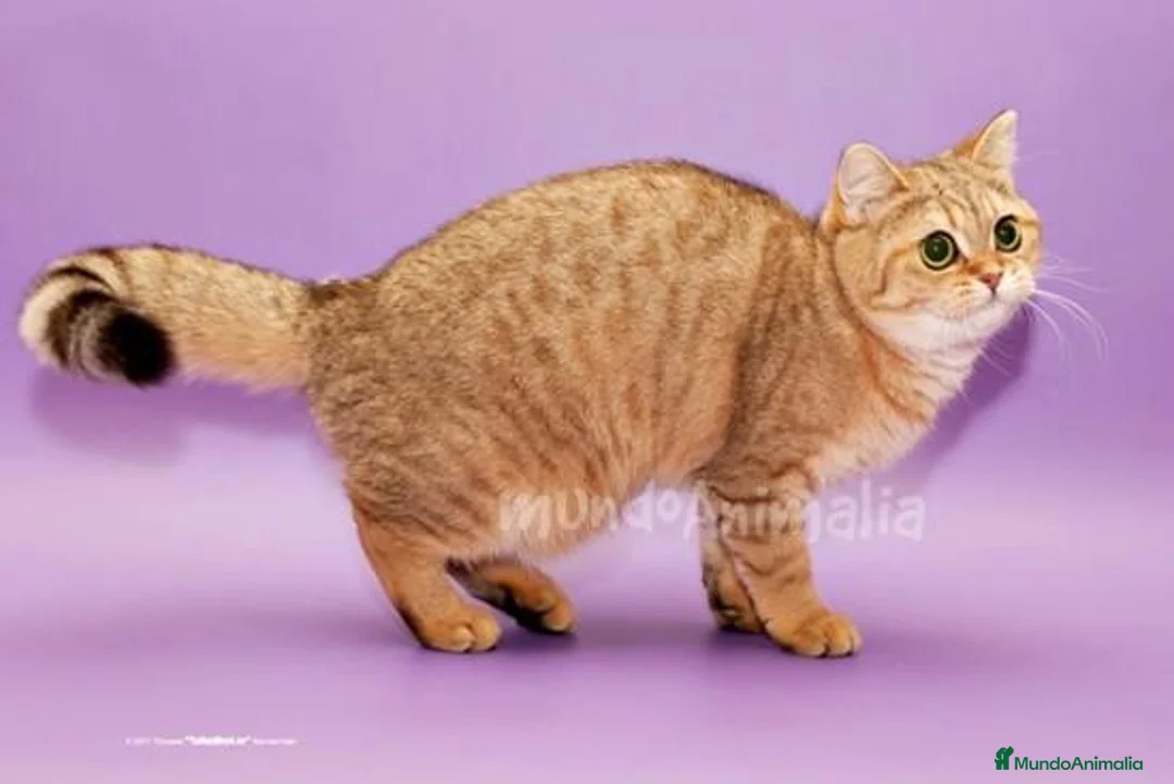 Imagen de galería {{count}}