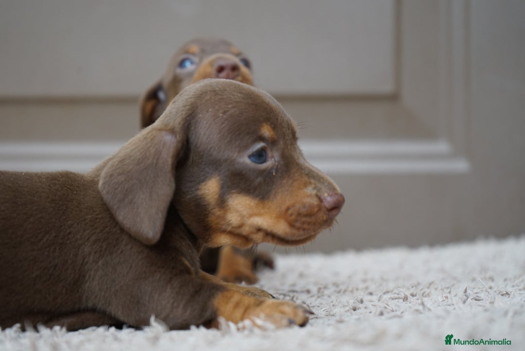 Teckel perros en venta: 🐾PEQUEÑOS TECKEL MINIATURA ARLEQUÍN Y CHOCO 🐾 - Imagen 3