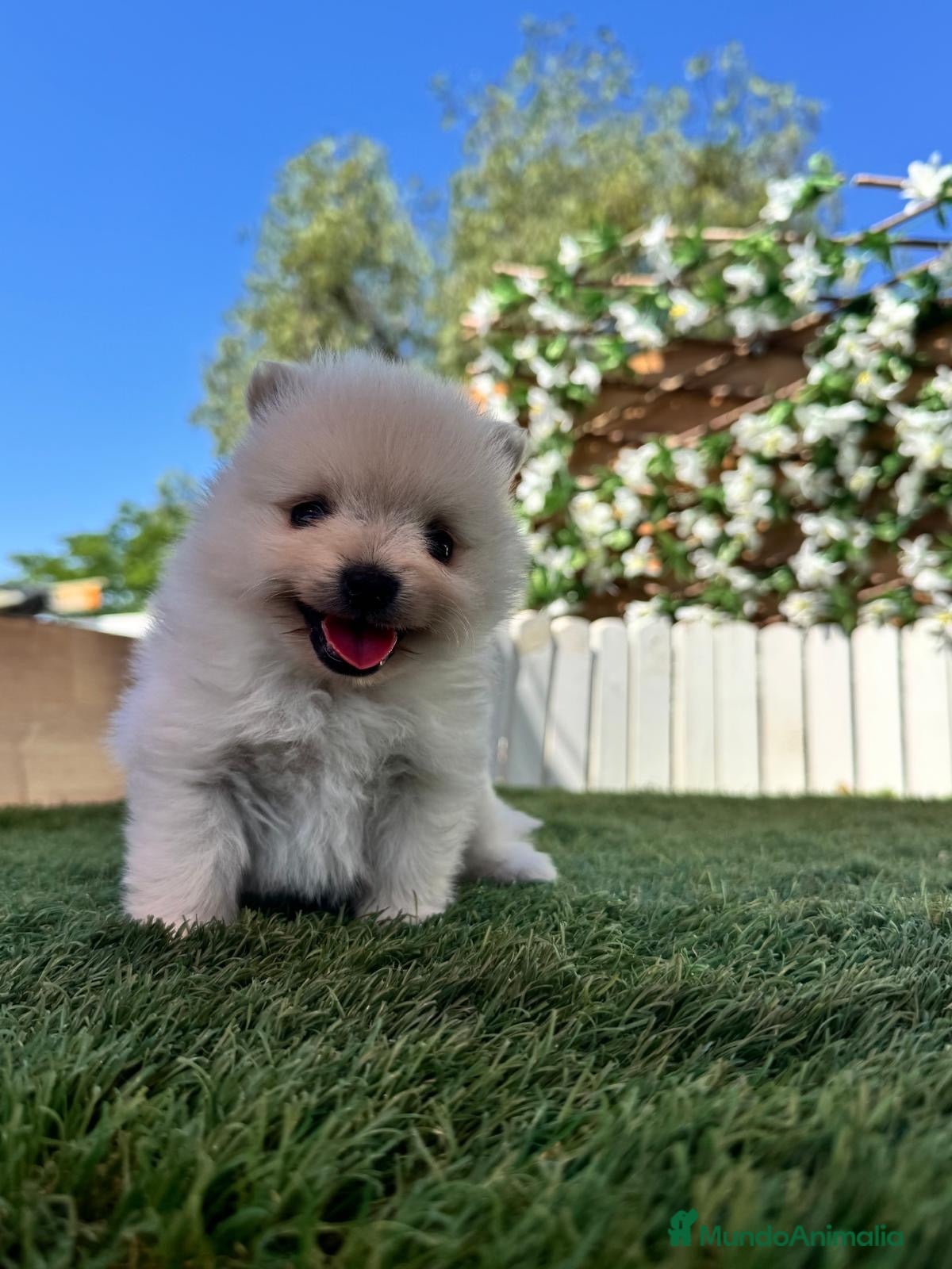 Pomerania perros en venta: POMERANIA - Anuncio 4